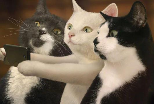 貓的化毛膏什么時(shí)候可以開(kāi)始吃?貓咪不喂化毛膏可以嗎?