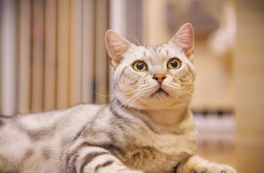 化毛膏和化毛片能混著喂嗎?貓不吃化毛膏會死嗎?