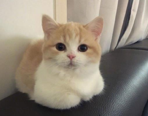 化毛膏和貓草可以同時吃嗎?怎么讓貓咪吃化毛膏