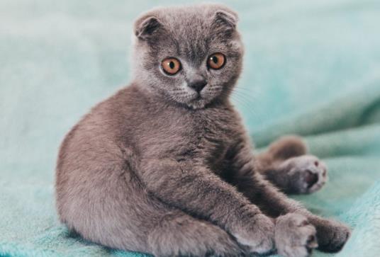 貓咪吃化毛膏可以多吃嗎?貓肚子里的毛球排不出去咋辦