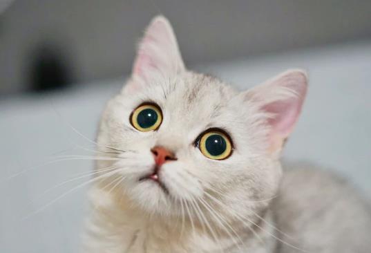 化毛膏和化毛片能混著喂嗎?貓不吃化毛膏會死嗎?