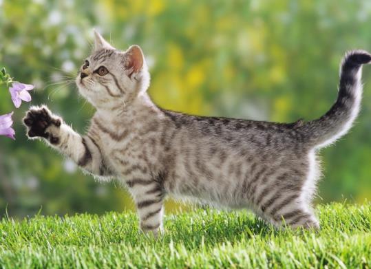 貓咪多久化一次毛?化毛膏和貓草哪個更適合貓?