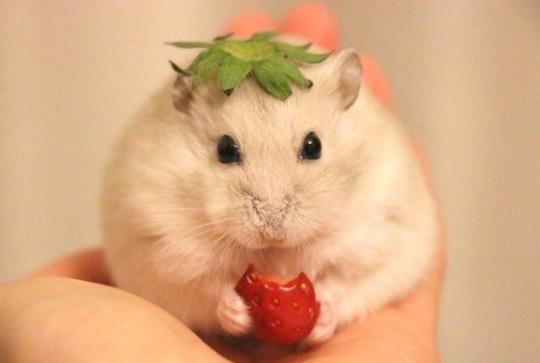 倉鼠有沒有換毛的季節?倉鼠籠子怎么清理?