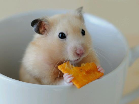 倉鼠吹空調會死嗎?怎么才能讓倉鼠在一個地方上廁所?