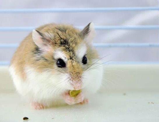 倉鼠頰囊可以存多少食物?倉鼠需要磨牙齒嗎?