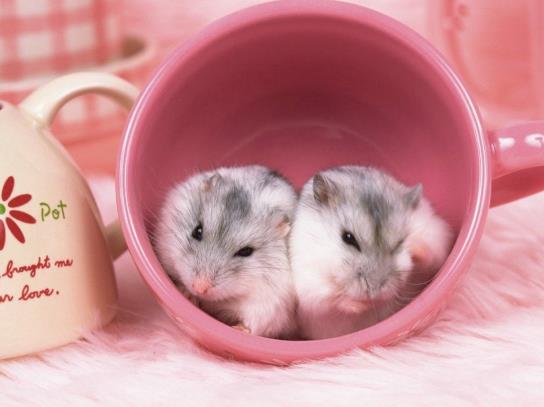 倉鼠不在浴沙里打滾怎么辦?倉鼠沙浴的沙子只能用一次嗎?