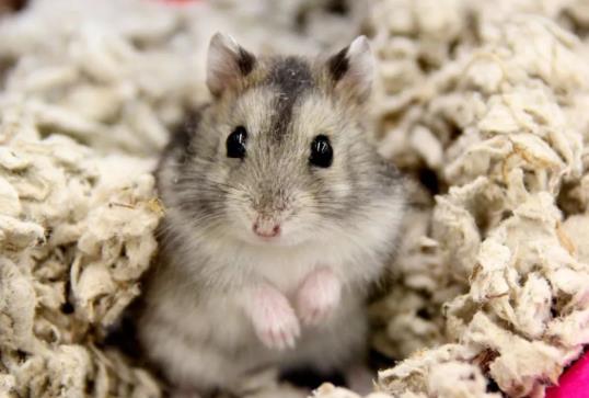 倉鼠吹空調會死嗎?怎么才能讓倉鼠在一個地方上廁所?