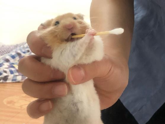 為什么倉鼠喜歡玩跑輪?倉鼠跑輪跑不動(dòng)怎么辦?