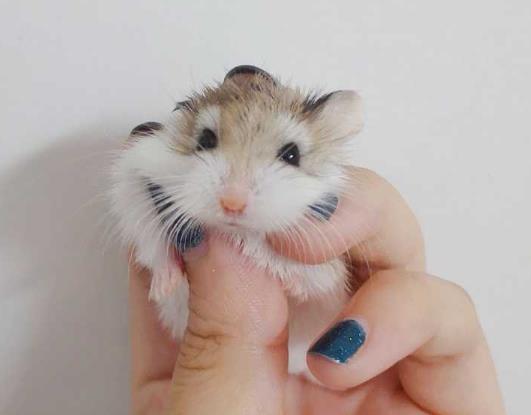 不讓倉鼠跑轉輪會死嗎?小倉鼠太懶不玩跑輪怎么辦?