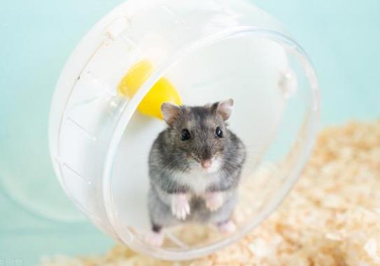 不讓倉鼠跑轉輪會死嗎?小倉鼠太懶不玩跑輪怎么辦?