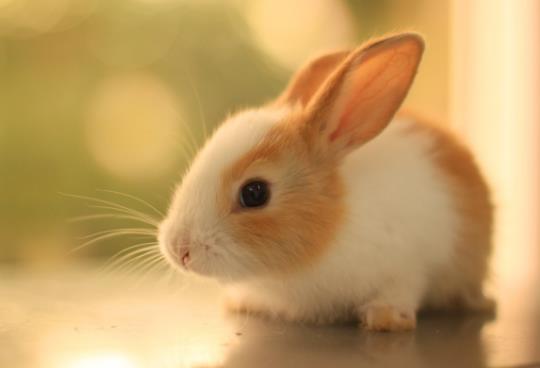 兔子多久生一窩?兔子也會咬人嗎?