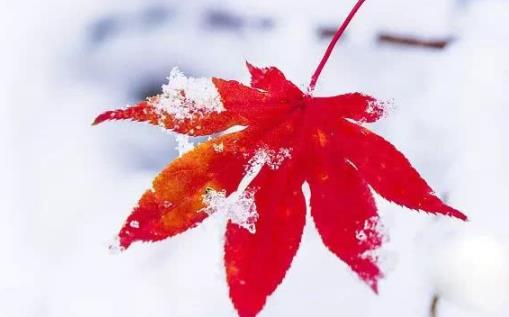 立冬了是不是就冷了 立冬了可以腌制臘肉嗎