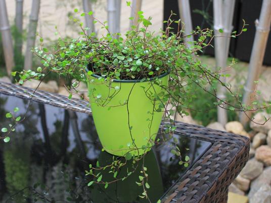 修剪千葉吊蘭時(shí)要注意什么?千葉吊蘭老掉葉子是怎么回事