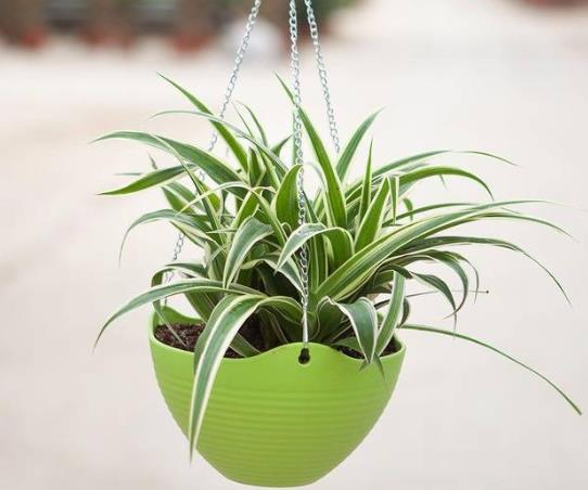 吊蘭怎么養才能更旺盛?吊蘭葉尖發黃要剪掉嗎