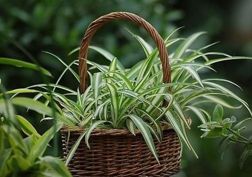 如何讓吊蘭長出小吊蘭?吊蘭多久澆水一次