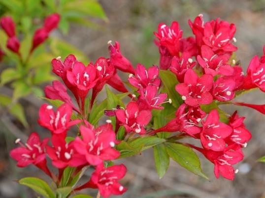錦帶花開一次多久會落?錦帶花休眠期要不要澆水