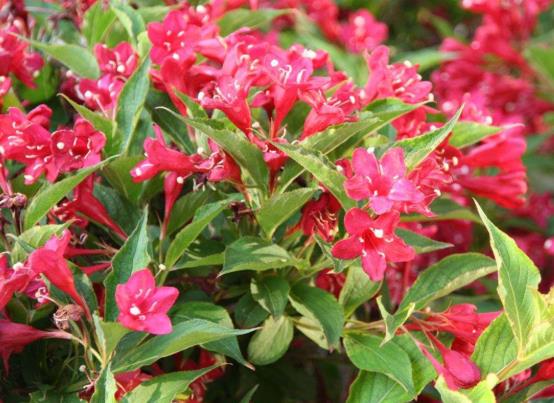 錦帶花開一次多久會落?錦帶花休眠期要不要澆水