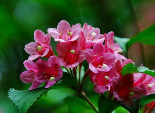 錦帶花開一次多久會落?錦帶花休眠期要不要澆水