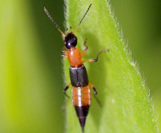 隱翅蟲皮炎反復(fù)發(fā)作的原因有哪些?隱翅蟲皮炎會留疤嗎