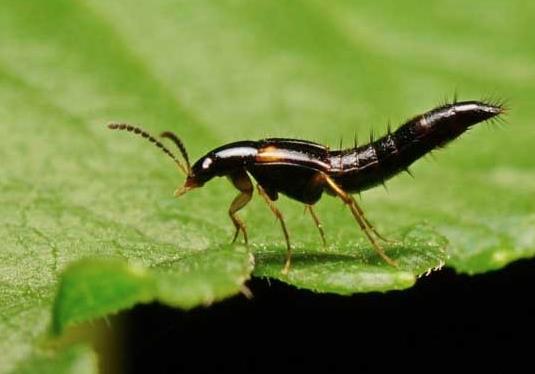 隱翅蟲會從下水道爬進室內嗎?隱翅蟲的生活環境一般在哪里