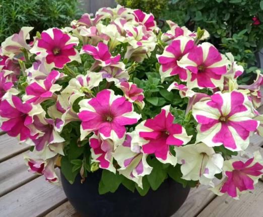 矮牽牛花能直接用種子種嗎?矮牽牛花好不好養(yǎng)