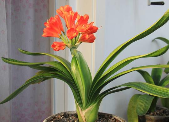 給君子蘭用日光燈補光有效果沒有?君子蘭開雙枝花常不常見