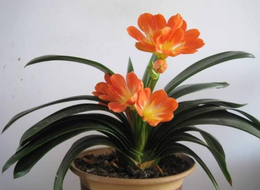 給君子蘭用日光燈補光有效果沒有?君子蘭開雙枝花常不常見