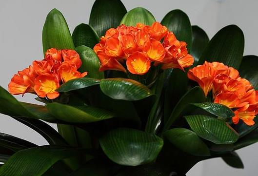 給君子蘭用日光燈補光有效果沒有?君子蘭開雙枝花常不常見