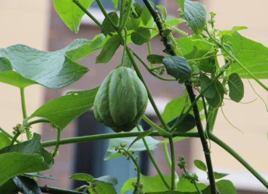 佛手瓜種子可以種嗎?佛手瓜只長藤不結果是怎么引起的