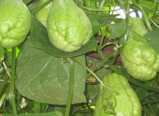 佛手瓜種子怎么種?佛手瓜只長(zhǎng)藤不結(jié)果怎么補(bǔ)救