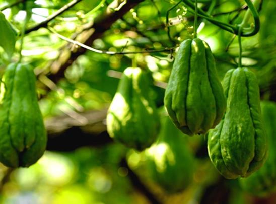 佛手瓜種子怎么種?佛手瓜只長(zhǎng)藤不結(jié)果怎么補(bǔ)救