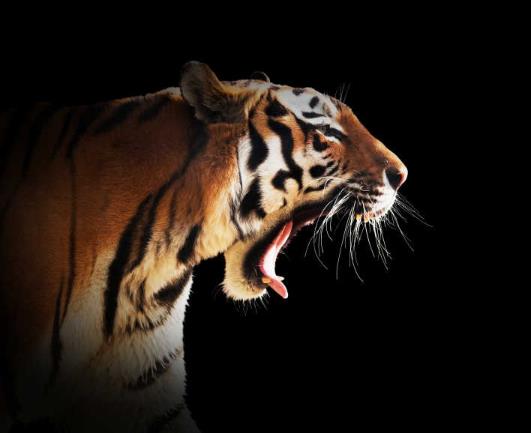 2022年屬虎的人如何提升考試運(yùn)?2022年生肖虎總運(yùn)勢(shì)