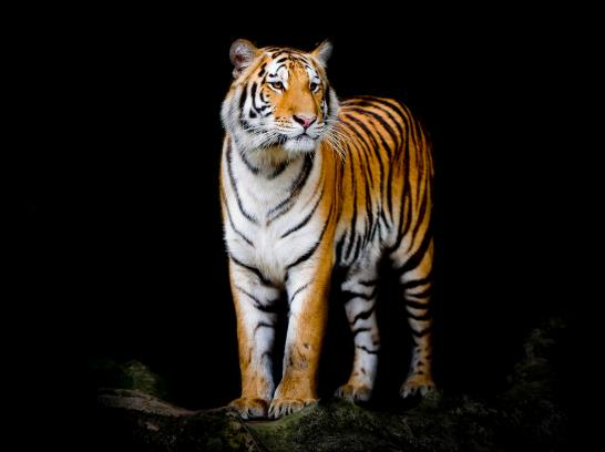 2022年屬虎本命年戴金好還是戴銀好?2022年屬虎的人適合買車嗎