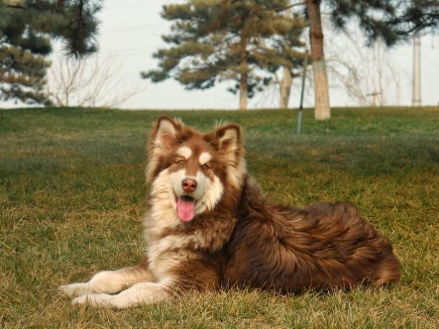 愛沃克還是超可信 狗狗驅蟲藥選哪家