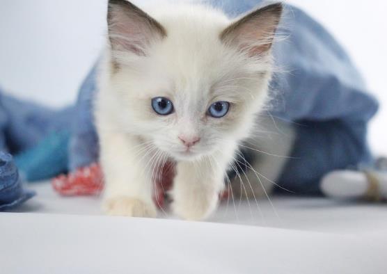 貓咪尿床打他有用嗎?新來的小貓尿在床上怎么辦