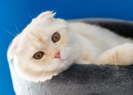 貓咪尿床打他有用嗎?新來的小貓尿在床上怎么辦