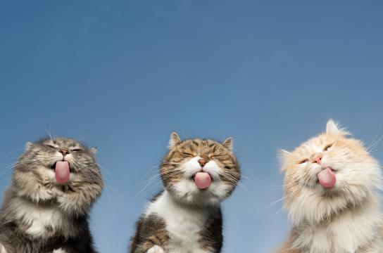 貓尿床屢教不改怎么辦?貓為什么往主人床上尿