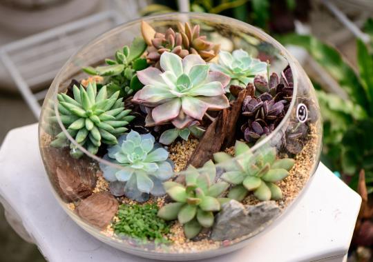 多肉葉插只長根可以埋進土里嗎?多肉換盆后為什么長氣根