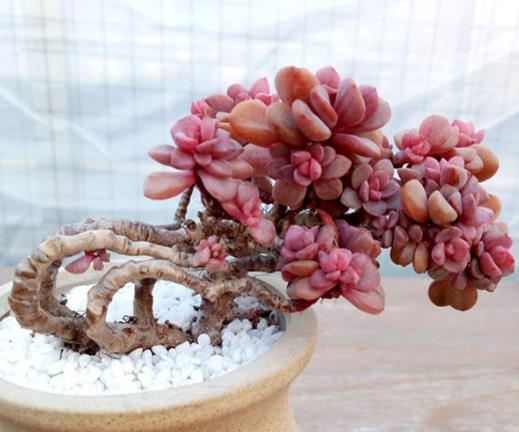 多肉葉插到什么程度可以種到盆里?多肉服盆期間長氣根怎么辦