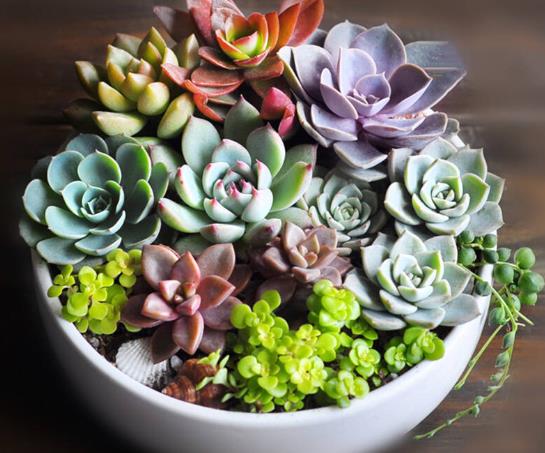 多肉葉插到什么程度可以種到盆里?多肉服盆期間長氣根怎么辦