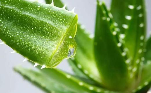 自己家的蘆薈可以直接涂臉嗎 蘆薈可以祛斑嗎