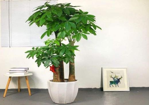 發財樹水培的根全部放在水里面嗎?發財樹葉子發黃脫落怎樣挽救