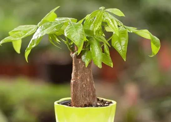 剛買的發(fā)財(cái)樹要澆水嗎?發(fā)財(cái)樹怎樣才能讓葉子更綠