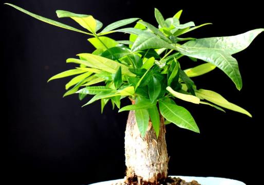 入戶門口放發(fā)財樹好嗎?發(fā)財樹有病蟲害怎么辦