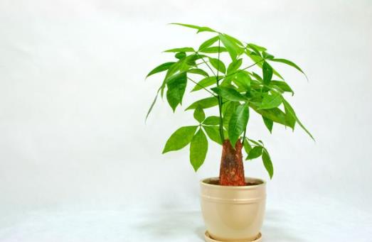 剛買的發(fā)財(cái)樹要澆水嗎?發(fā)財(cái)樹怎樣才能讓葉子更綠