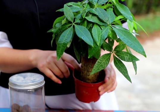 冬天怎樣防止發財樹凍傷?發財樹葉子為什么是卷曲的