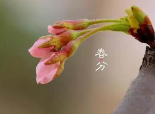 清明節(jié)是春分后多少天?2022年春分過后白天長還是黑夜長