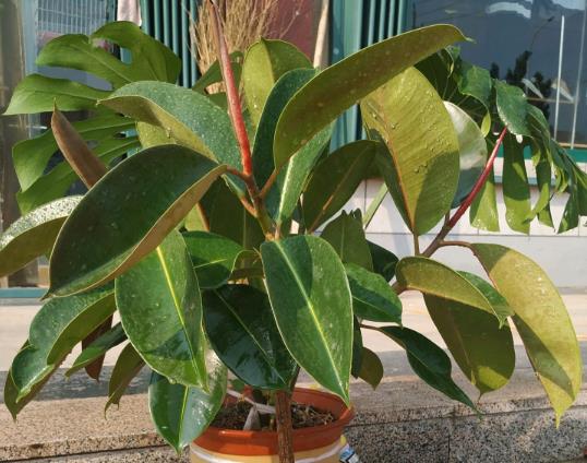 橡皮樹怎樣生根?橡皮樹有毒嗎