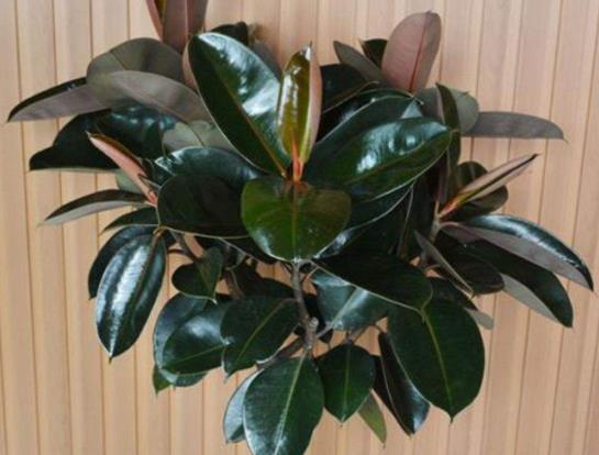 橡皮樹怎么養(yǎng)容易成活?橡皮樹怎樣能快速長出新根