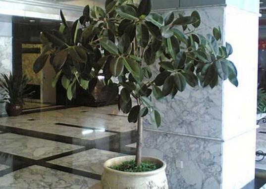 種橡皮樹用啥盆合適?橡皮樹葉子越長越小怎么補(bǔ)救